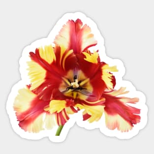 Tulipa 'Flaming Parrot' Parrot Group Tulip Sticker